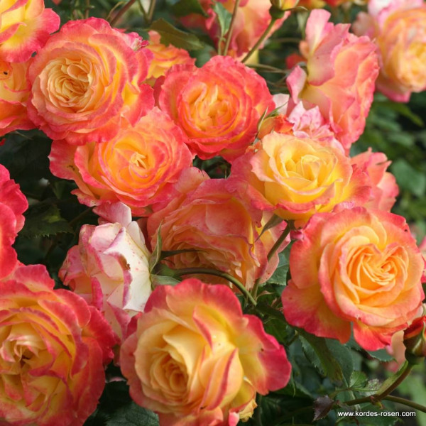GARTENSPASS®